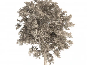 Summer and Autumn Japanese Maple Trees 3D Model