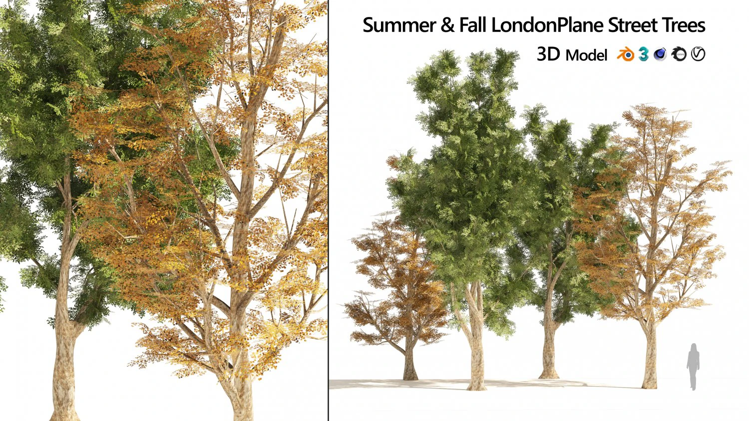 4 Summer Autumn Street London plane trees 3D Model .c4d .max .obj .3ds .fbx .stl .blend 