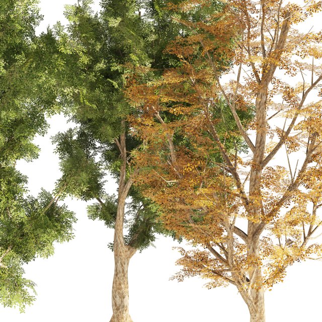 4 Summer Autumn Street London Plane Trees 3D Модель In Деревья.