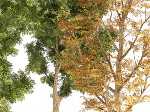 4 Summer Autumn Street London plane trees 3D Model