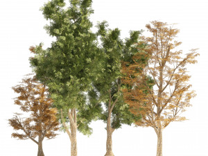 4 Summer Autumn Street London plane trees Model 3D