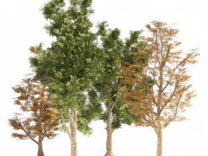 4 Summer Autumn Street London plane trees 3D Model