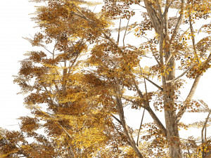 4 Summer Autumn Street London plane trees Model 3D