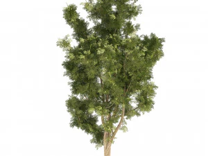 4 Summer Autumn Street London plane trees 3D Model