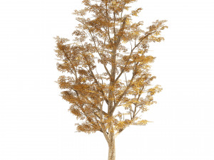 4 Summer Autumn Street London plane trees Model 3D