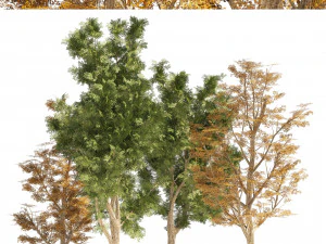 4 Summer Autumn Street London plane trees 3D Model