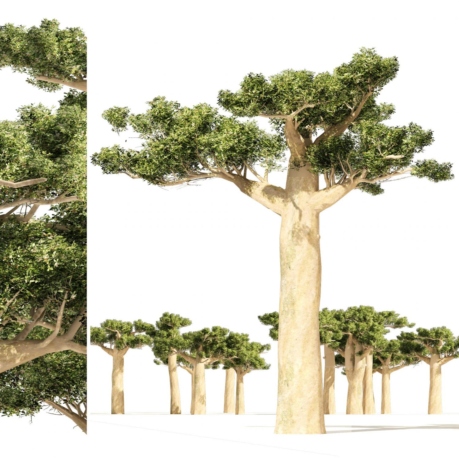 Madagascar Baobab Trees Set 3D Model .c4d .max .obj .3ds .fbx .stl .blend 