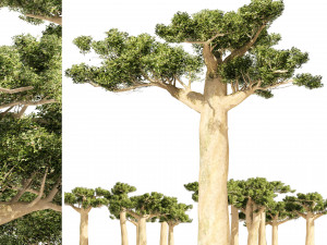Madagascar Baobab Trees Set 3D Model
