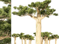 Madagascar Baobab Trees Set Modello 3D
