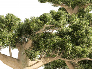 Madagascar Baobab Trees Set 3D Model