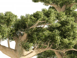 Madagascar Baobab Trees Set 3D Model