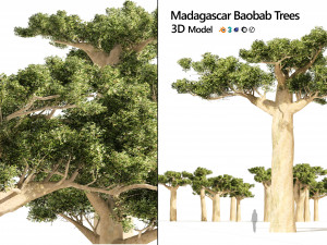 Madagascar Baobab Trees Set 3D Model