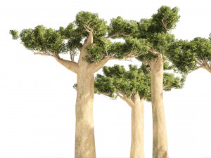 Madagascar Baobab Trees Set 3D Model