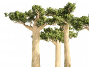 Madagascar Baobab Trees Set 3D Model