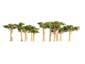 Madagascar Baobab Trees Set 3D Model