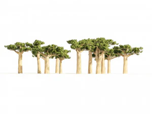 Madagascar Baobab Trees Set 3D Model