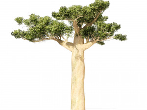 Madagascar Baobab Trees Set 3D Model