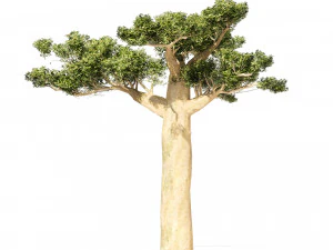 Madagascar Baobab Trees Set 3D Model