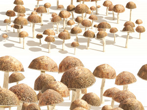 Mushroom Cluster 3D Model
