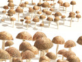 Mushroom Cluster 3D 모델