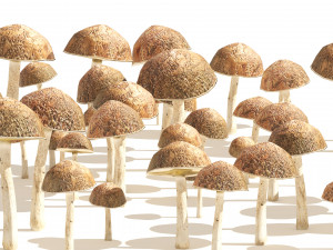 Mushroom Cluster 3D Модель
