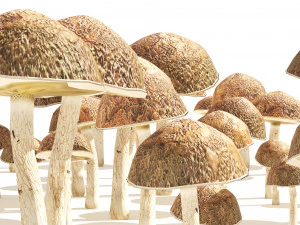 Mushroom Cluster 3D Model
