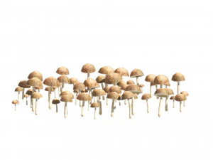 Mushroom Cluster 3D Model