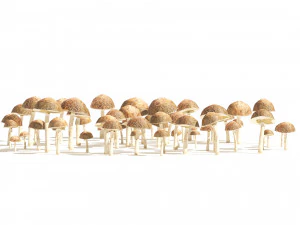 Mushroom Cluster 3D Model