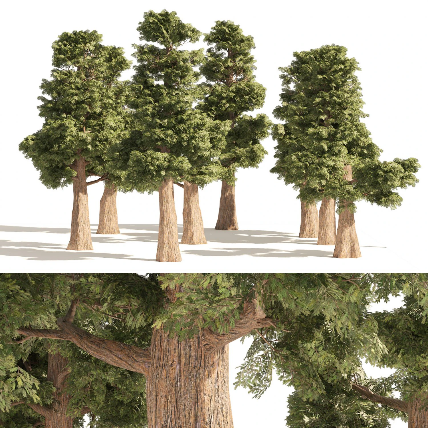 Small Redwoods trees 3D Model .c4d .max .obj .3ds .fbx .stl .blend 