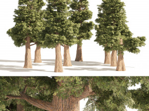 Small Redwoods trees 3D 모델
