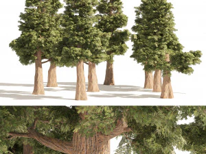 セコイアの小さな木 3Dモデル