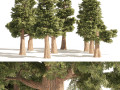 Small Redwoods trees Modello 3D