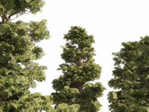 Small Redwoods trees Modèle 3D