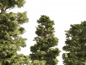 Small Redwoods trees 3D Model