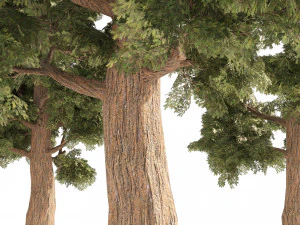 Small Redwoods trees 3D Model