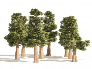 Small Redwoods trees 3D Model