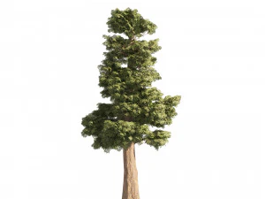 Small Redwoods trees 3D Model