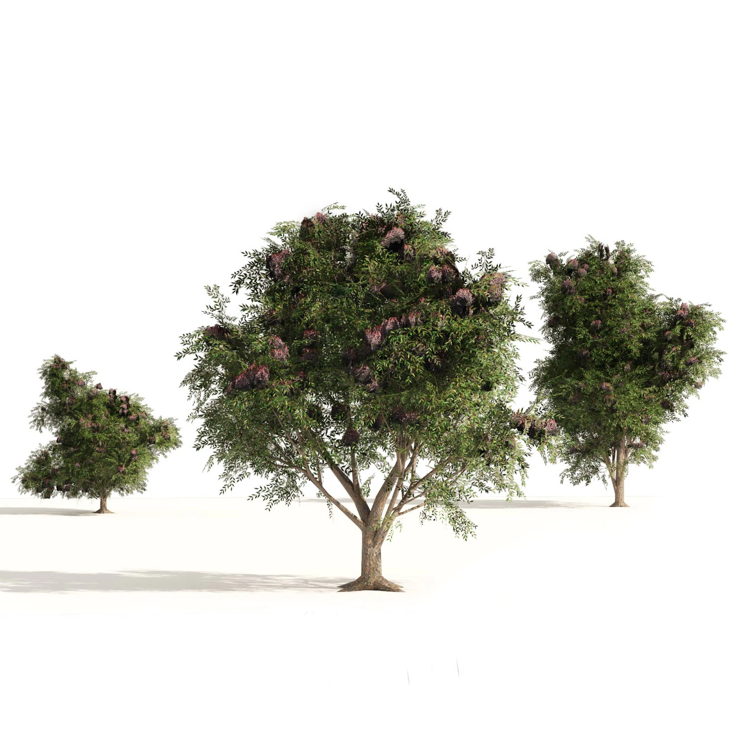 3 Elder Berry Fruit Trees 3D Model .c4d .max .obj .3ds .fbx .stl .blend 