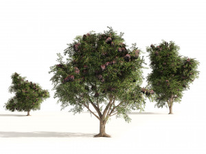 3 Elder Berry Fruit Trees 3D Model