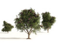 3 Elder Berry Fruit Trees Modello 3D