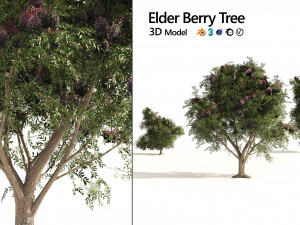 3 Elder Berry Fruit Trees 3D Model