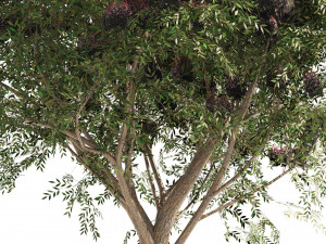 3 Elder Berry Fruit Trees 3D Model