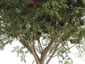 3 Elder Berry Fruit Trees 3D Model