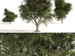 3 Elder Berry Fruit Trees 3D Model