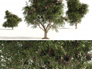 3 Elder Berry Fruit Trees 3D Model