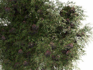 3 Elder Berry Fruit Trees 3D Model