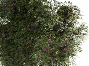 3 Elder Berry Fruit Trees 3D Model