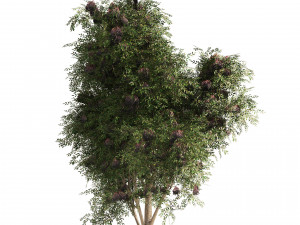 3 Elder Berry Fruit Trees 3D Model