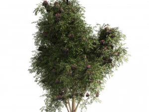 3 Elder Berry Fruit Trees 3D Model