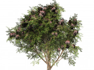 3 Elder Berry Fruit Trees 3D Model